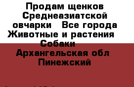 Продам щенков Среднеазиатской овчарки - Все города Животные и растения » Собаки   . Архангельская обл.,Пинежский 